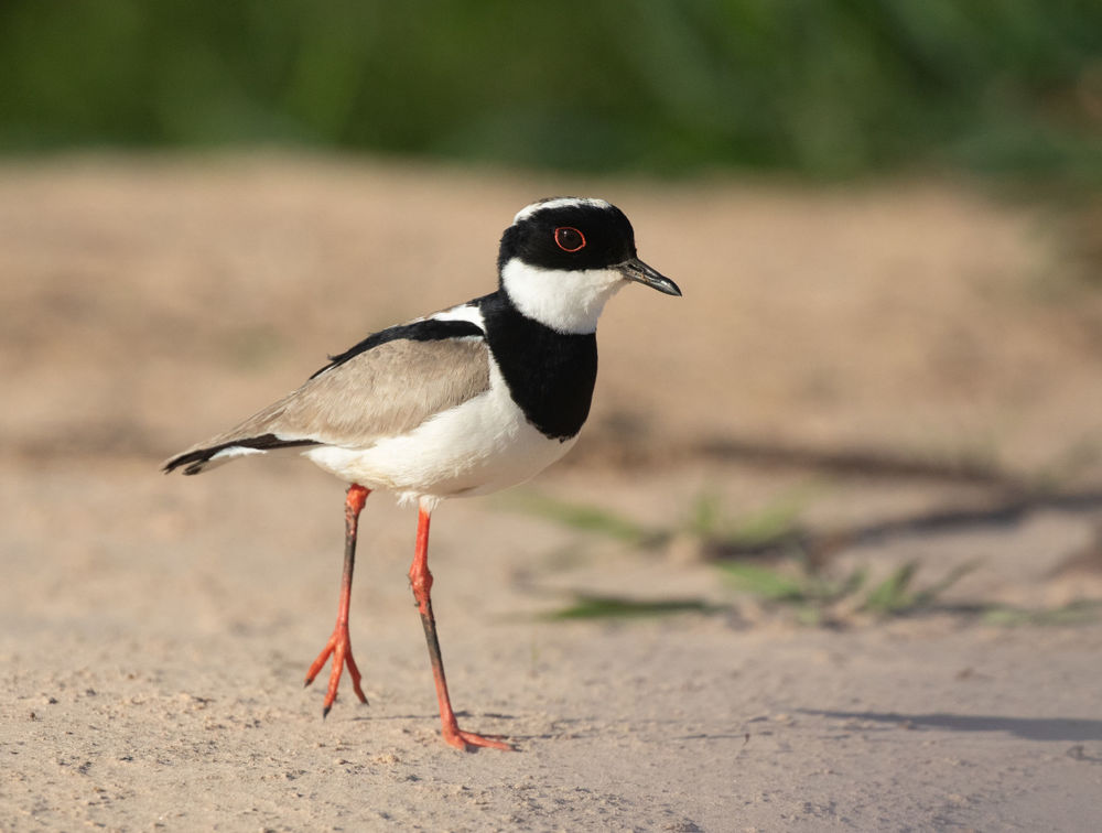 Pied Plover